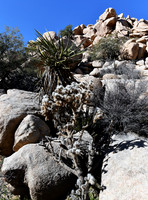 Chola, Yucca cactus on Barker Dam trail