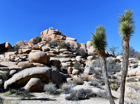 Joshua Tree on Barker Dam trail