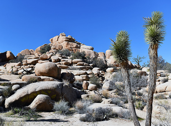 Joshua Tree on Barker Dam trail