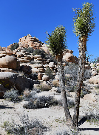 Joshua Tree on Barker Dam trail