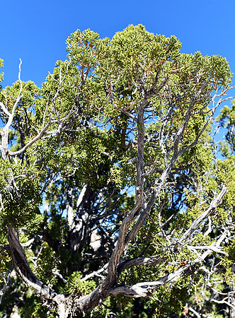 Juniper tree on Barker Dam trail