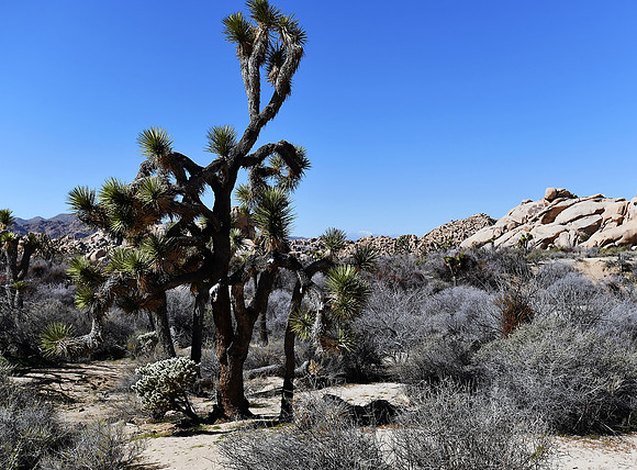 Joshua Trees on Barker Dam trail