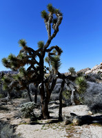 Chola cactus, Joshua Trees, Yucca cactus on Barker Dam trail