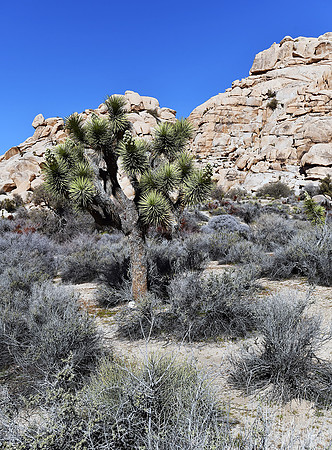 Joshua Tree on Barker Dam trail