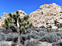 Joshua Tree on Barker Dam trail