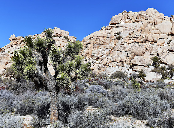Joshua Tree on Barker Dam trail