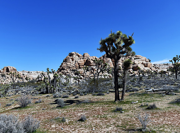Joshua Trees on Barker Dam trail