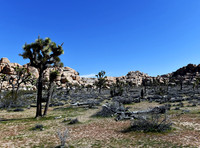 Joshua Trees on Barker Dam trail