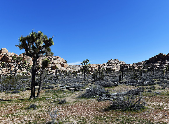 Joshua Trees on Barker Dam trail